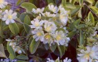 Pereskia aculeata