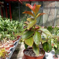 Pereskia aculeata v. godseffiana