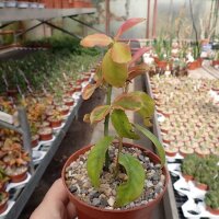 Pereskia aculeata v. godseffiana