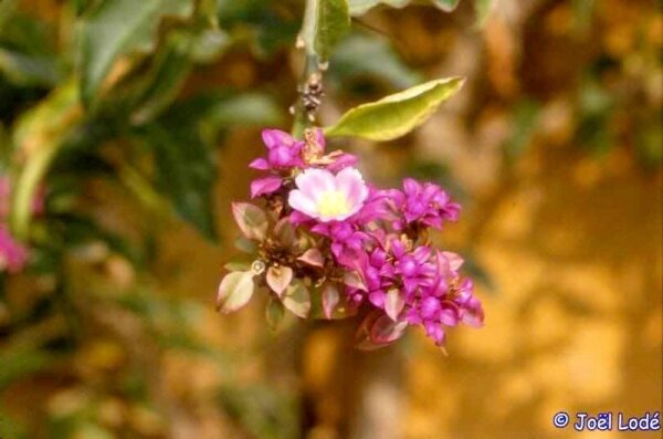 Pereskia bahiensis