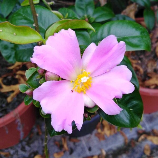 Pereskia grandifolia