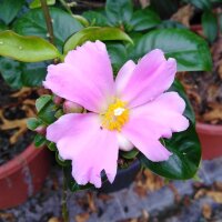 Pereskia grandifolia