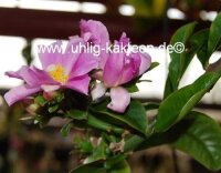 Pereskia grandifolia