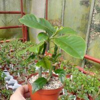 Pereskia grandifolia