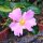 Pereskia grandifolia