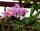 Pereskia grandifolia