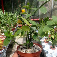 Pereskia horrida