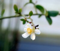 Pereskia weberiana