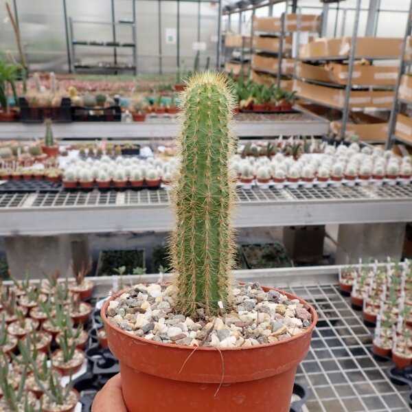Pilosocereus aurisetus ssp. werdermannianus CM 006