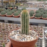 Pilosocereus aurisetus ssp. werdermannianus CM 006