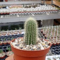 Pilosocereus aurisetus ssp. werdermannianus CM 006