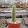 Pilosocereus aurisetus ssp. werdermannianus CM 006
