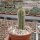 Pilosocereus aurisetus ssp. werdermannianus CM 006
