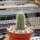 Pilosocereus aurisetus ssp. werdermannianus CM 006