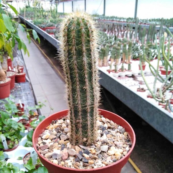 Pilosocereus aurisetus ssp. werdermannianus CM 007