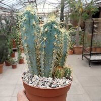 Pilosocereus azureus