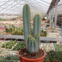 Pilosocereus azureus
