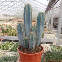 Pilosocereus azureus