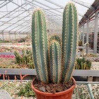 Pilosocereus azureus
