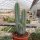 Pilosocereus azureus