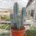 Pilosocereus azureus