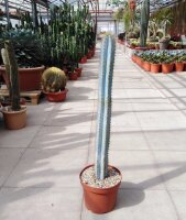 Pilosocereus azureus