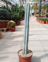 Pilosocereus azureus