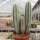 Pilosocereus azureus