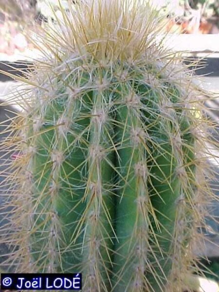 Pilosocereus chrysacanthus