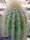 Pilosocereus chrysacanthus