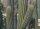 Pilosocereus chrysacanthus