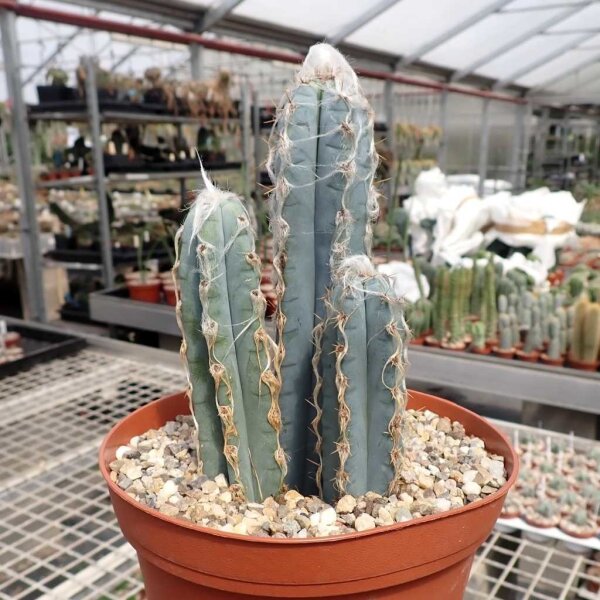Pilosocereus glaucescens