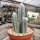Pilosocereus glaucescens