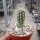 Pilosocereus gounellei
