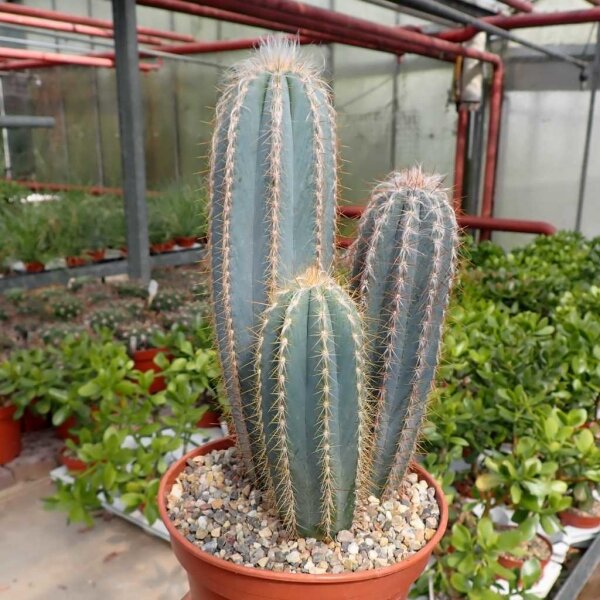 Pilosocereus pachycladus