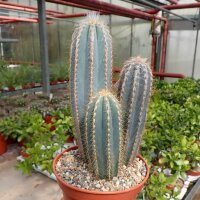Pilosocereus pachycladus