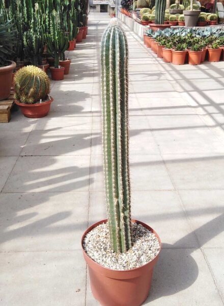 Pilosocereus palmeri