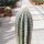 Pilosocereus palmeri