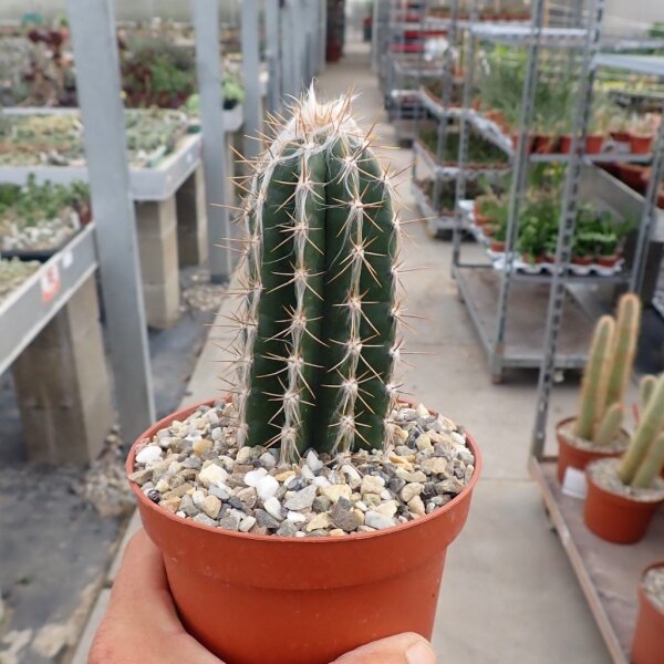 Pilosocereus palmeri