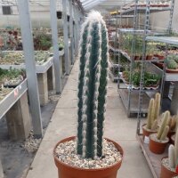 Pilosocereus palmeri