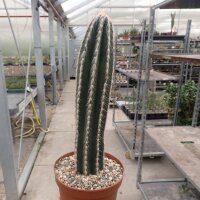 Pilosocereus palmeri
