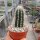 Pilosocereus palmeri