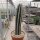 Pilosocereus palmeri