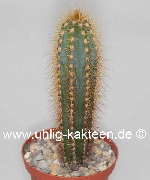 Pilosocereus piauhyensis?