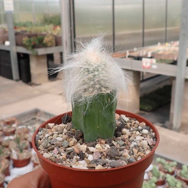 Cremnocereus albispinus gepfr.