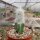 Cremnocereus albispinus gepfr.