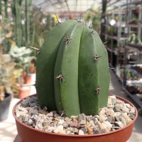 Polaskia chichipe