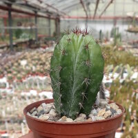 Polaskia chichipe