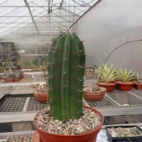 Polaskia chichipe