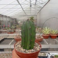 Polaskia chichipe